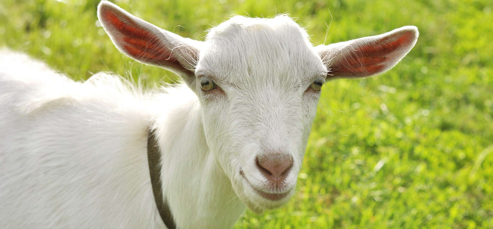 Avez-vous pensé au lait infantile à base de lait de chèvre ?